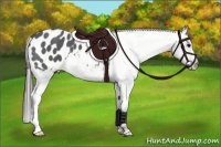 Horse Color:Blue Roan Appaloosa 
