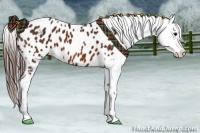 Horse Color:Bay Appaloosa 