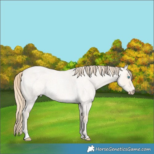 Horse Color:Perlino Roan Dun 