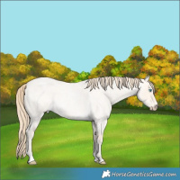 Horse Color:Perlino Roan Dun 