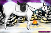Horse Color:Gold Champagne Snowcap 