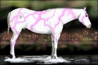 Horse Color:Black Ice Appaloosa