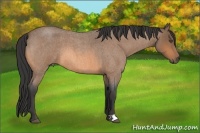 Horse Color:Buckskin Roan 