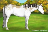 Horse Color:White Spotted Classic Champagne Dun Splash Rabicano 
