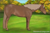 Horse Color:Chestnut Frame