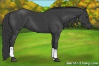 Horse Color:Smoky Black