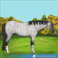 Horse Color:Grullo Roan 