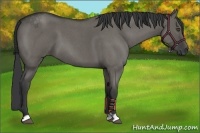 Horse Color:Grullo Roan 