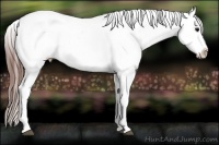Horse Color:White Spotted Black Splash Tobiano Frame Appaloosa 