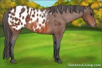Horse Color:Bay Appaloosa 