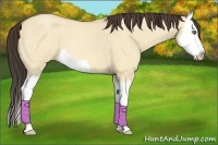 Horse Color:Amber Champagne Roan Dun Splash