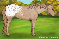 Horse Color:Chestnut Appaloosa