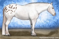 Horse Color:Chestnut Varnish 