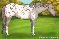 Horse Color:Buckskin Appaloosa