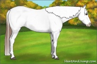 Horse Color:Chestnut Appaloosa 
