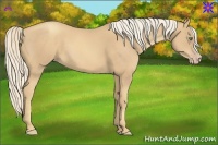 Horse Color:Gold Cream Champagne 