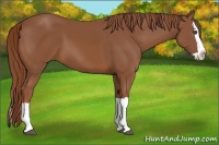 Horse Color:Chestnut Splash 