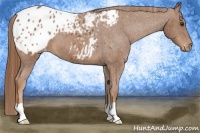 Horse Color:Chestnut Blanket 
