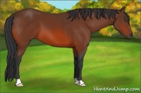 Horse Color:Unknown 