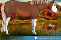 Horse Color:Chestnut Splash  Brindle