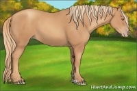Horse Color:Gold Champagne 