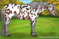 Horse Color:Bay Appaloosa