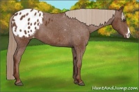 Horse Color:Chestnut Appaloosa 