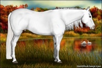 Horse Color:Silver Bay Appaloosa Rabicano 