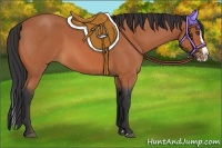 Horse Color:Bay Roan Splash