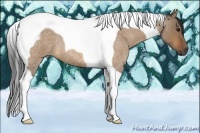 Horse Color:Bay Roan Dun Tobiano