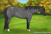 Horse Color:Blue Roan
