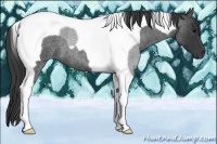 Horse Color:Blue Roan Tobiano