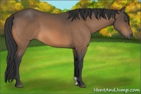 Horse Color:Buckskin 