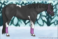 Horse Color:Smoky Black Tobiano 