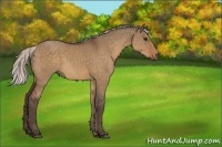 Horse Color:Silver Bay Dun