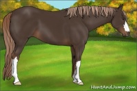 Horse Color:Liver Chestnut 
