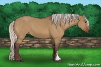 Horse Color:Silver Bay Dun 