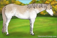 Horse Color:White Spotted Palomino Roan 