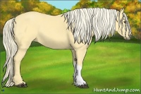 Horse Color:Palomino Dun