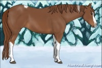 Horse Color:Chestnut Splash Tobiano 