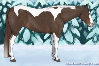 Horse Color:Liver Chestnut Splash Tobiano 
