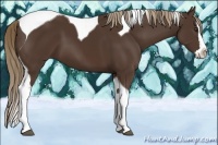 Horse Color:Liver Chestnut Splash Tobiano