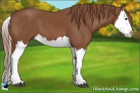 Horse Color:Chestnut Splash 