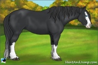 Horse Color:Black Splash