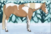 Horse Color:Chestnut Splash Tobiano