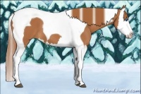 Horse Color:Chestnut Splash Tobiano 