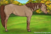 Horse Color:Red Dun 