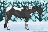Horse Color:Black Tobiano Frame