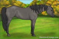Horse Color:Grullo Rabicano 