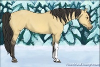 Horse Color:Buckskin Dun Tobiano 